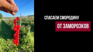 Смородина на шпалере  Готовимся к заморозкам.