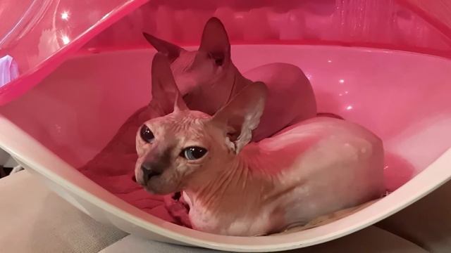 ПУГАЮ КОШЕК. КУРОЧКА С КАРТОШЕЧКОЙ. #МИКРОФОНДЛЯКАРАОКЕ смотреть онлайн