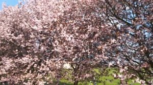 ЦВЕТЕНИЕ КРАСНОЛИСТНОЙ СЛИВЫ ПИССАРДИ. PISSARDII