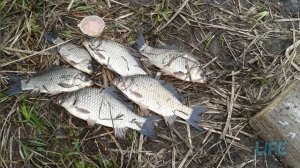 Как ловить карася на удочку весной после схода льда?