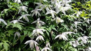 ? КЛЕМАТИС КНЯЖИК 'ВИЛЛИ' - Clematis 'Willy' – княжики сорта от Клематис TV