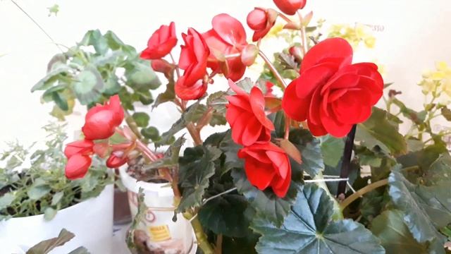 Мои любимые цветы 04 12 2021г смотреть онлайн