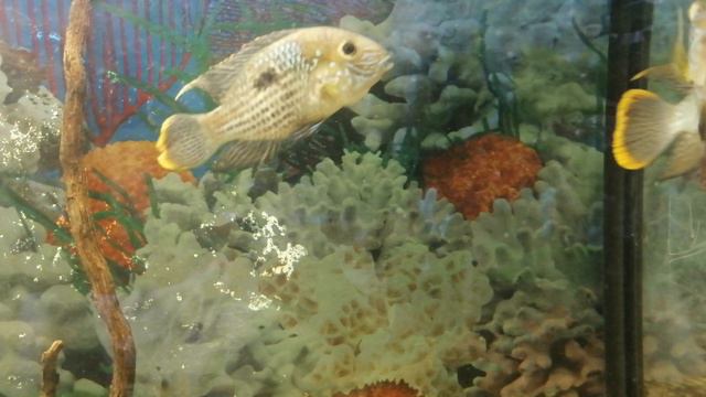 Акара VS Акара