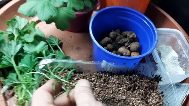 Хотите размножить Пеларгонию Легкий проверенный способ черенкования герани смотреть онлайн