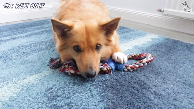 20 DOG TRICKS ONE PROP (20:1) - Icelandic Sheepdog Sara (Specialty Title by Do More With Your Dog) смотреть онлайн