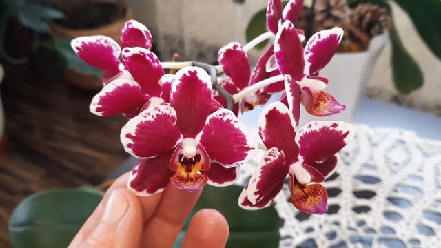 Моя азиаточка  Lioulin Sparrow (Воробей)