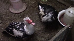 Драка мускусных уток.