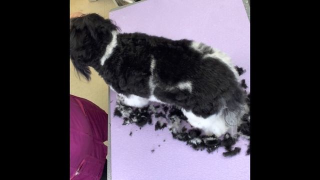 HOW to GROOM DOGS! HAVANESE dog or a HAVACHON step by step. An easy maintenance haircut, puppy cut смотреть онлайн