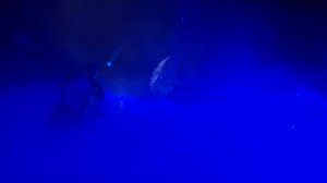 Во имя бьющихся сердец. Цирковое представление