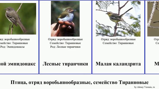 Птица, отряд воробьинообразные, семейство Тиранновые тиранчик мухоед эмпидонакс эления желтобрюхий