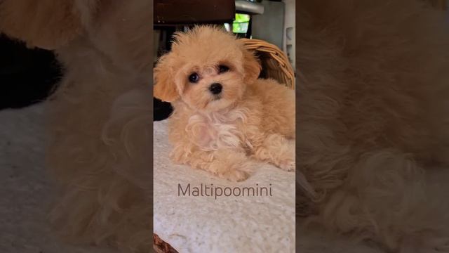 💝🌟мимишная мальтипу, размер микро - Шармель..🤩👌 смотреть онлайн