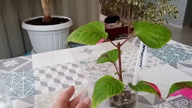 Альтернантера прелестная. Формировка куста. Результат укоренения. смотреть онлайн