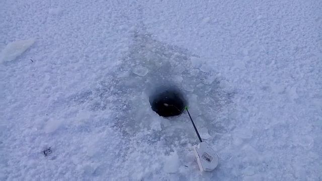 Наловил живца, проверил поставки. Алтайский край река Чумыш. смотреть онлайн