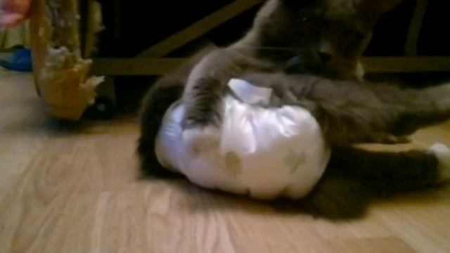 кот и памперс смотреть онлайн