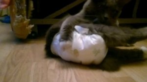 кот и памперс