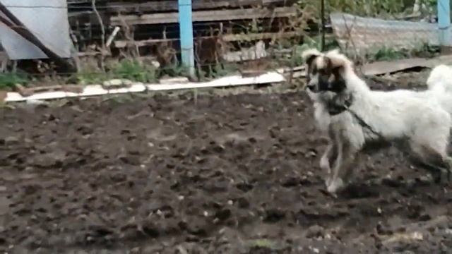 #Лесозаводск. Дача. Куда делись муравьи? Вот где собака порылась!Сняли шторы. смотреть онлайн