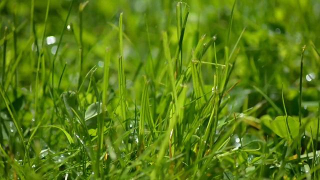 Rain Sounds Vol. 1 | Perfect for Relaxing, Sleeping, Studying, & Alleviating Stress смотреть онлайн