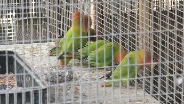 Попугаи неразлучники. Lovebirds Parrots.