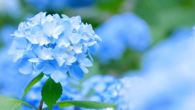 5 Facts about Hydrangea #5factshub смотреть онлайн