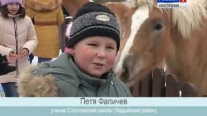 В сельскохозкомплексе «Башки» Костромской области выращивают лошадей породы хафлингер