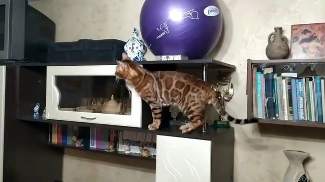 #ТихонКот 😸и Квест🤔Часть-2. смотреть онлайн