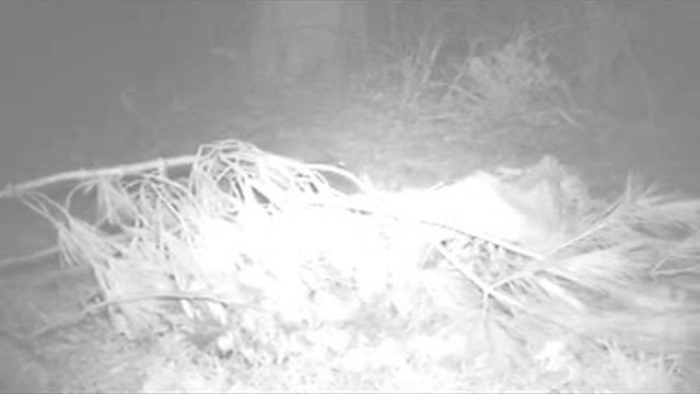 Attacks & Encounters: Skunk vs. Coyote, Raccoon, Opossum, Bite Tail Off, Insect vs Coyote смотреть онлайн