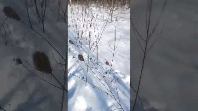 Проверка петли на зайца а попалась лиса смотреть онлайн