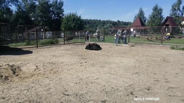 Парк птиц Воробьи Калужская область видео-фото смотреть онлайн