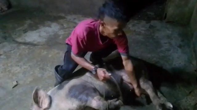 pag tali Ng baboy na 80 kls#kmjs #viral смотреть онлайн