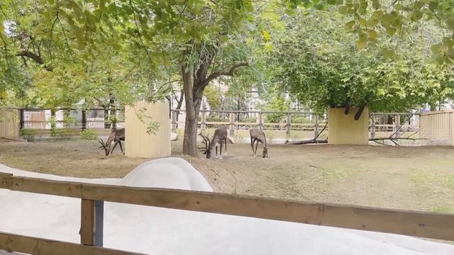 Мама Вика дочка Лола,Московский зоопарк ,жесть смотреть всем,что произошло в московском зоопарке смотреть онлайн