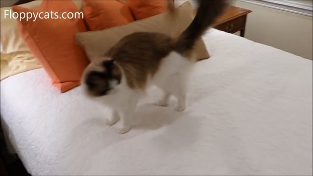 Best Cat Wand: Neko Flies Ultimate Rod Product Review - Cat Wand Toy Teaser - Floppycats смотреть онлайн