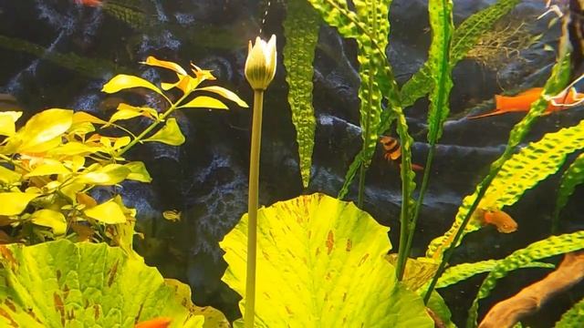 Цветёт нимфея в моём аквариуме смотреть онлайн