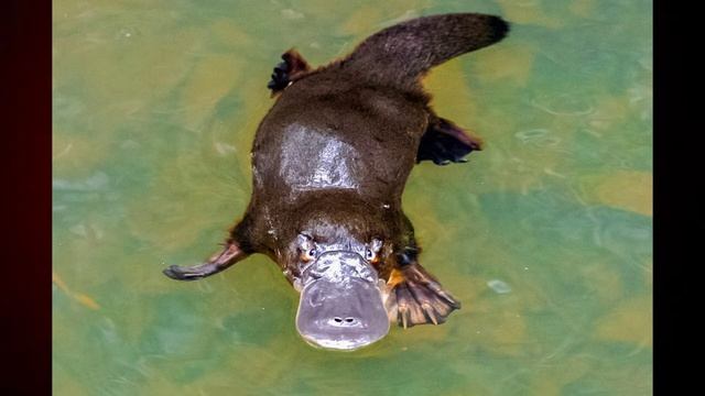 Утконос–самый странный зверёк смотреть онлайн