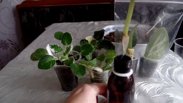 Укоренение листа узамбарской фиалки в воде в домашних условиях. Размножение фиалок листом смотреть онлайн