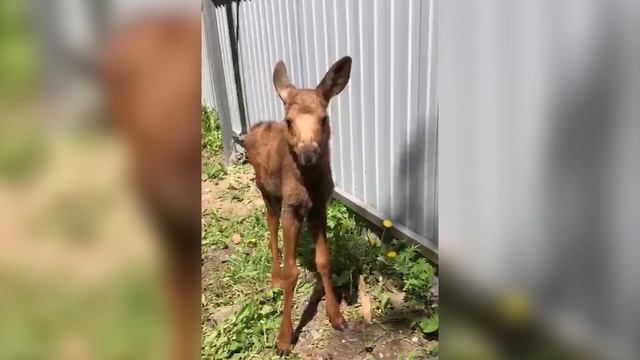 В Комсомольске-на-Амуре спасли полуторамесячного лосёнка смотреть онлайн