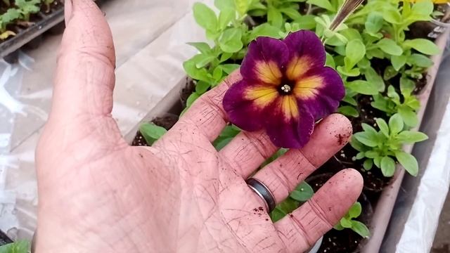 Начинаю первую перевалку в этом сезоне! смотреть онлайн
