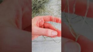 Тилландсия уснеевидная