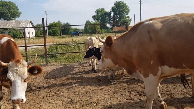 Симменталы отправляем в мясокомбинат на мясо Выбраковка We send the simmentals to the meat proces смотреть онлайн