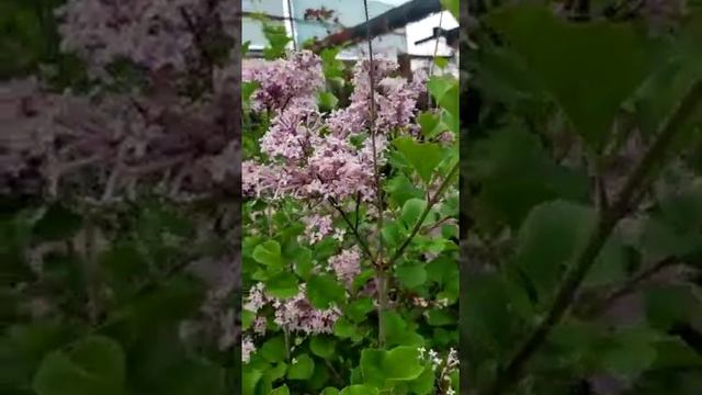 Сирень Палибин #сирень #ландшафтныйдизайнворонеж #купитьрастенияворонеж смотреть онлайн