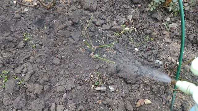 Обработка роз осенью. Как и чем я это делаю. смотреть онлайн