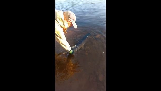 Отпускаем щуку 9 кг смотреть онлайн