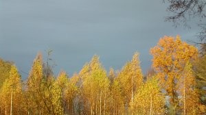 Иеромонах Роман. Родник («Если тебя неудача постигла...»)