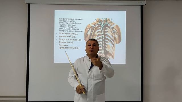 Лимфатическая система. Лимфатические узлы. Лимфатический