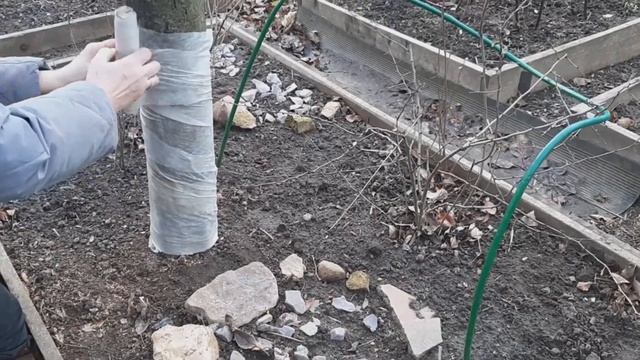 Защитим зимний сад от мышей и зайцев смотреть онлайн