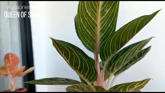 (Eps.55) WOW Cuci Mata Queen Of Siam | LuxuryAglaonema смотреть онлайн