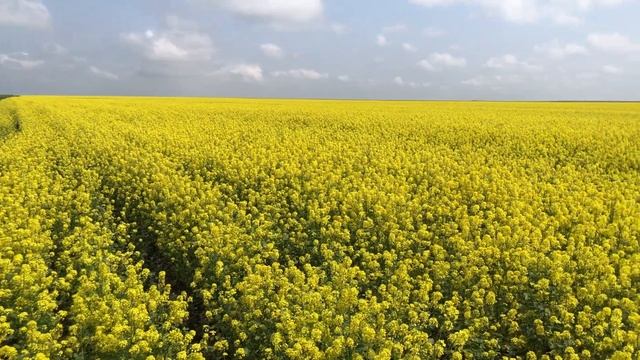 Горчица Белая. Сорт Луговская, весна 2023 смотреть онлайн