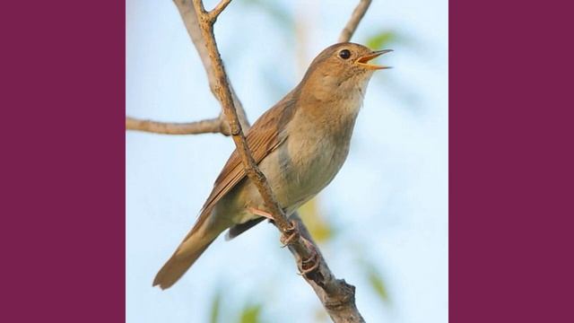 Поздравление с Годовщиной свадьбы. Сонгуровы смотреть онлайн