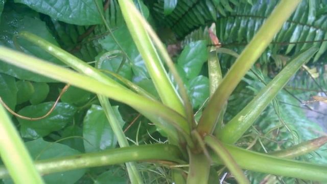 #Тилландсии под дождем, почему не гниют? AIR PLANT/Tillandsia. #Доминикана. смотреть онлайн