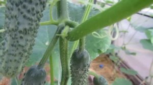 17 июля 2022 года. Огурчики гибрида Платоша...