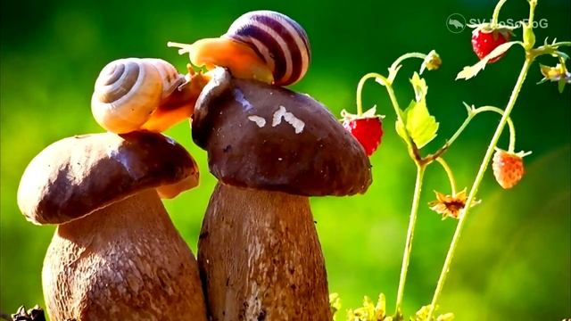 КАК ПРАВИЛЬНО СОБИРАТЬ И ПОКУПАТЬ ГРИБЫ смотреть онлайн